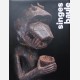 Singes Baule